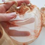 ست شورت و سوتین زنانه پدلی مدل فنردار گیپوری کد 4694 رنگ کرم