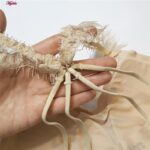 نیم تنه ورزشی زنانه ماییلدا مدل پددار پشت ضربدری کد 5081 رنگ کرم