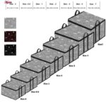 باکس نظم دهنده لیلیوم مدل هندسه کد 5